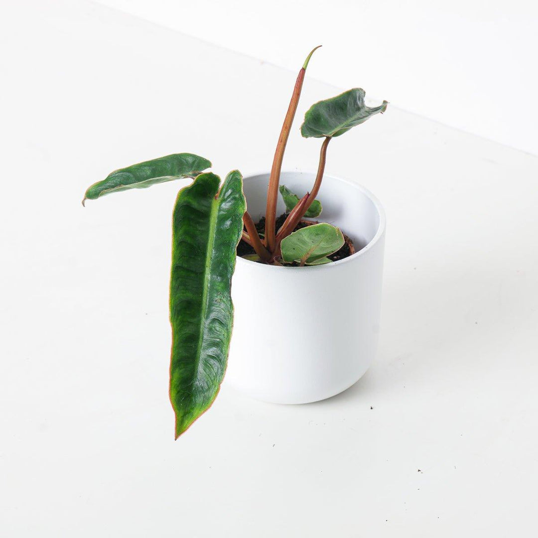 philodendron billietiae baby Philodendron Billietiae