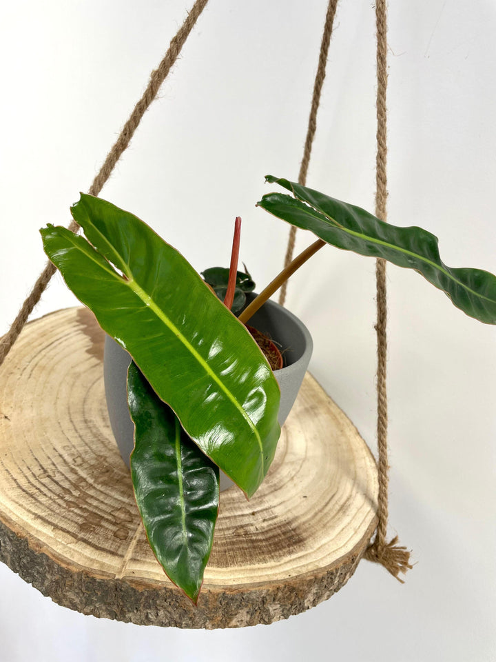 philodendron billietiae uk Philodendron Billietiae