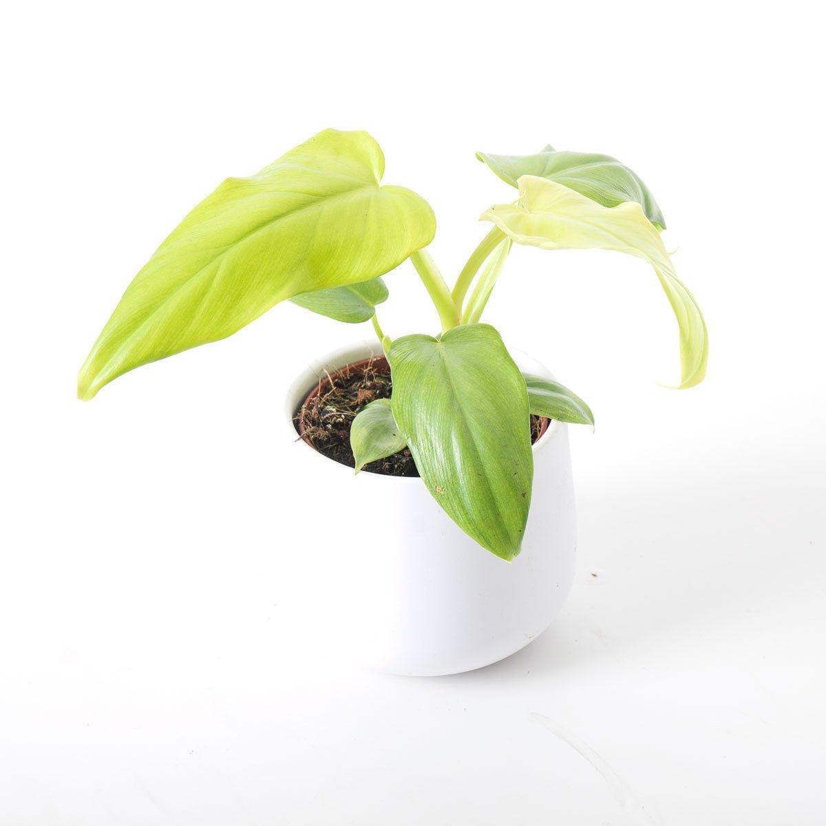 Philodendron Bipennifolium Aurea Golden Violin - House of Kojo