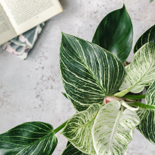 Philodendron Birkin - House of Kojo
