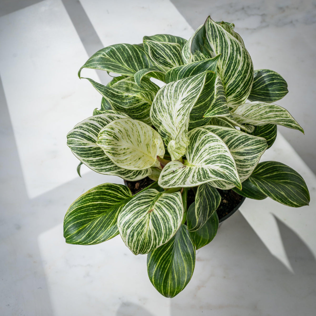 Philodendron Birkin - House of Kojo