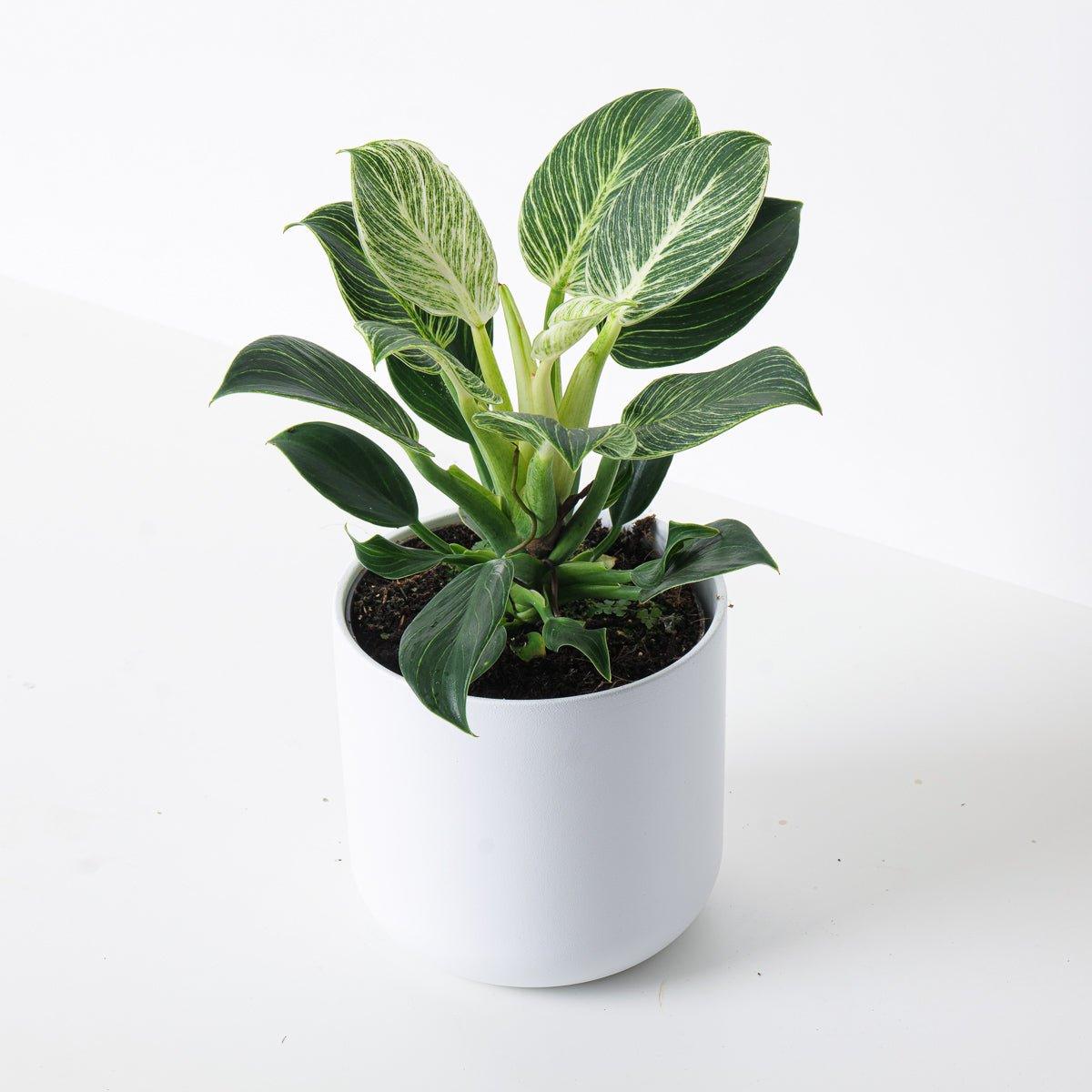 Philodendron Birkin - House of Kojo
