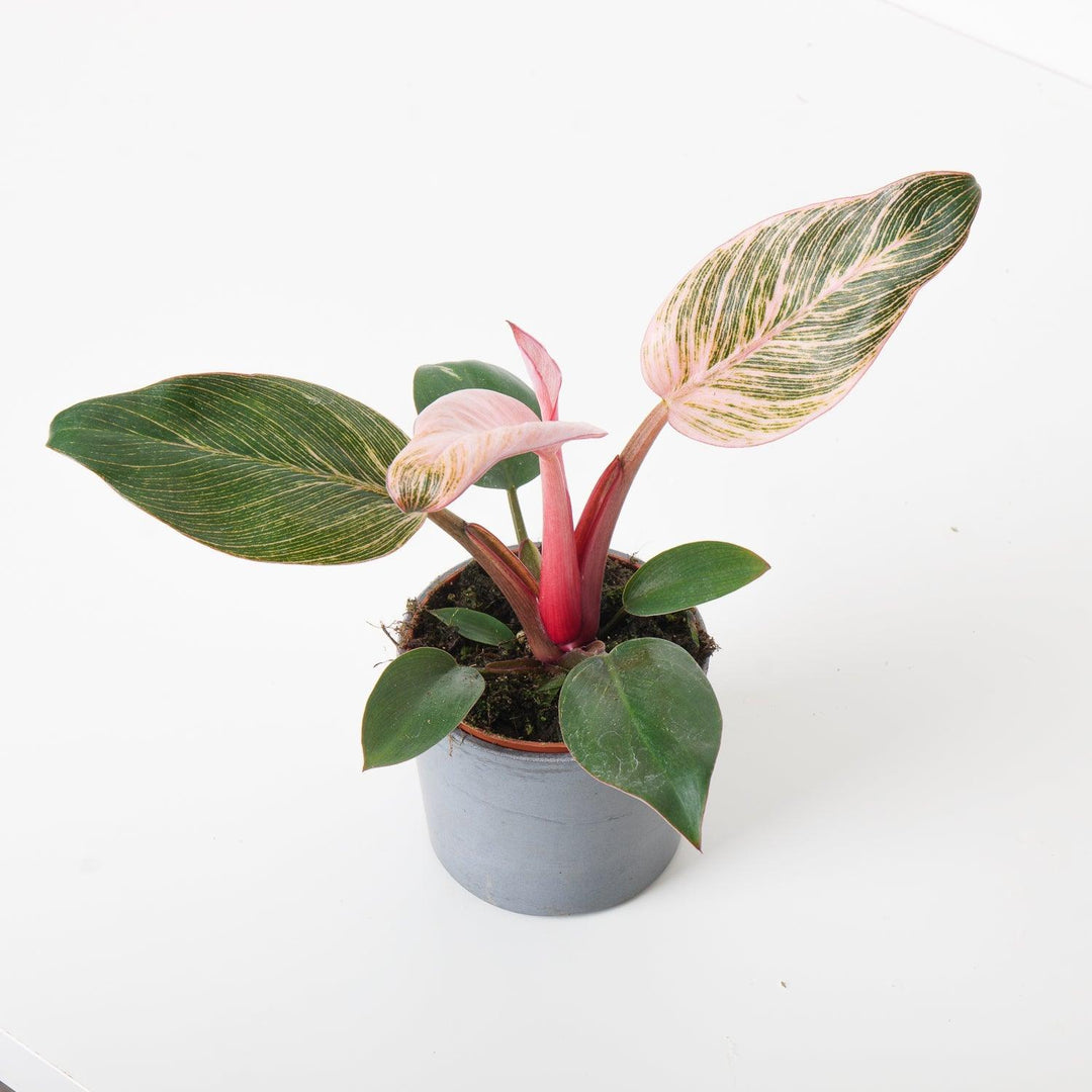 Philodendron Birkin Pink | Indoor Plants and Accessories  House of Kojo