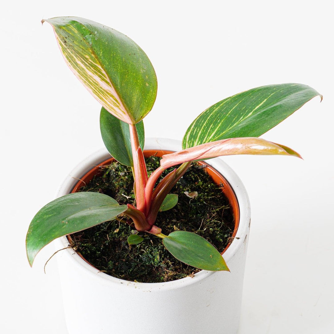 philodendron birkin pink leaf Philodendron Birkin Pink