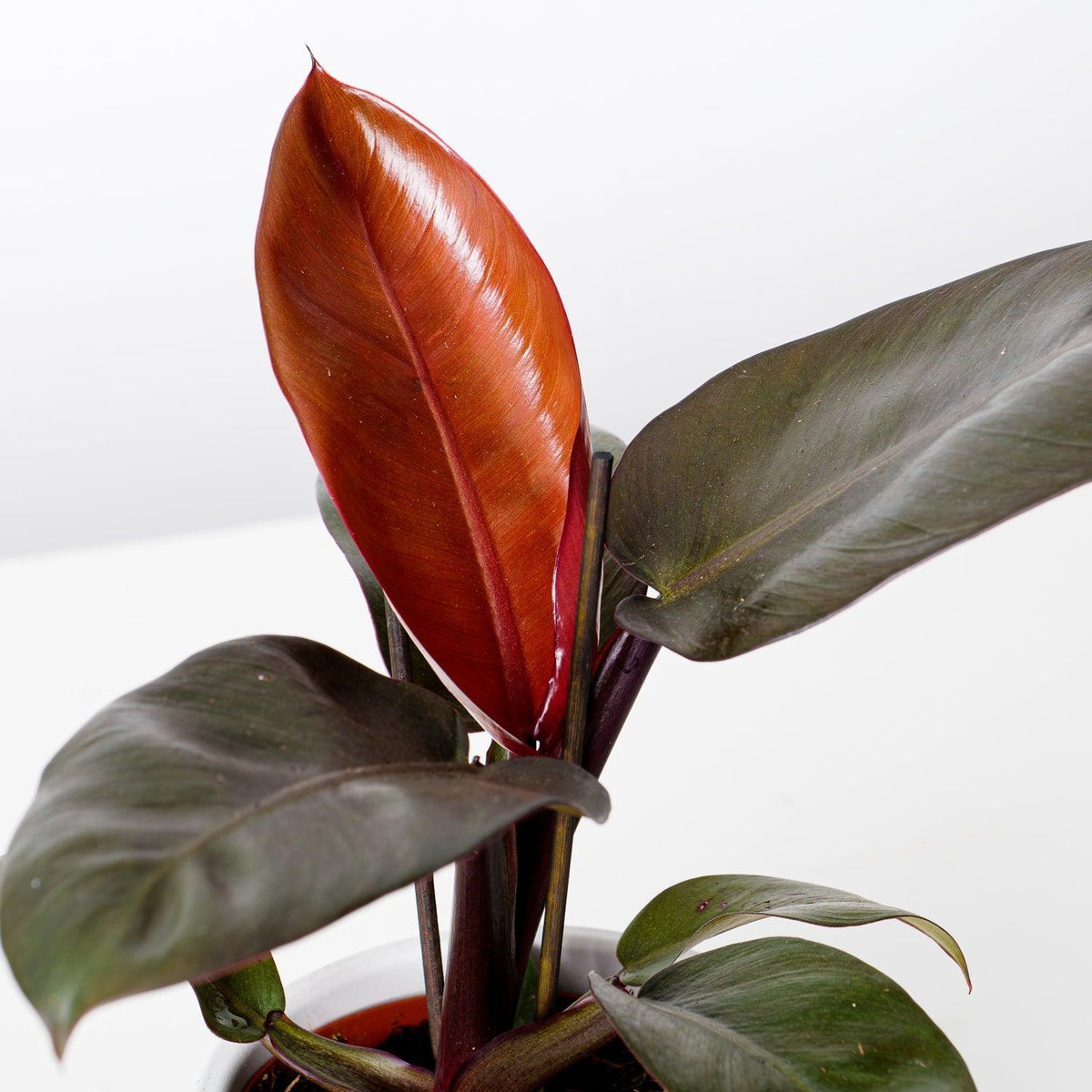 Philodendron Black Cardinal - House of Kojo