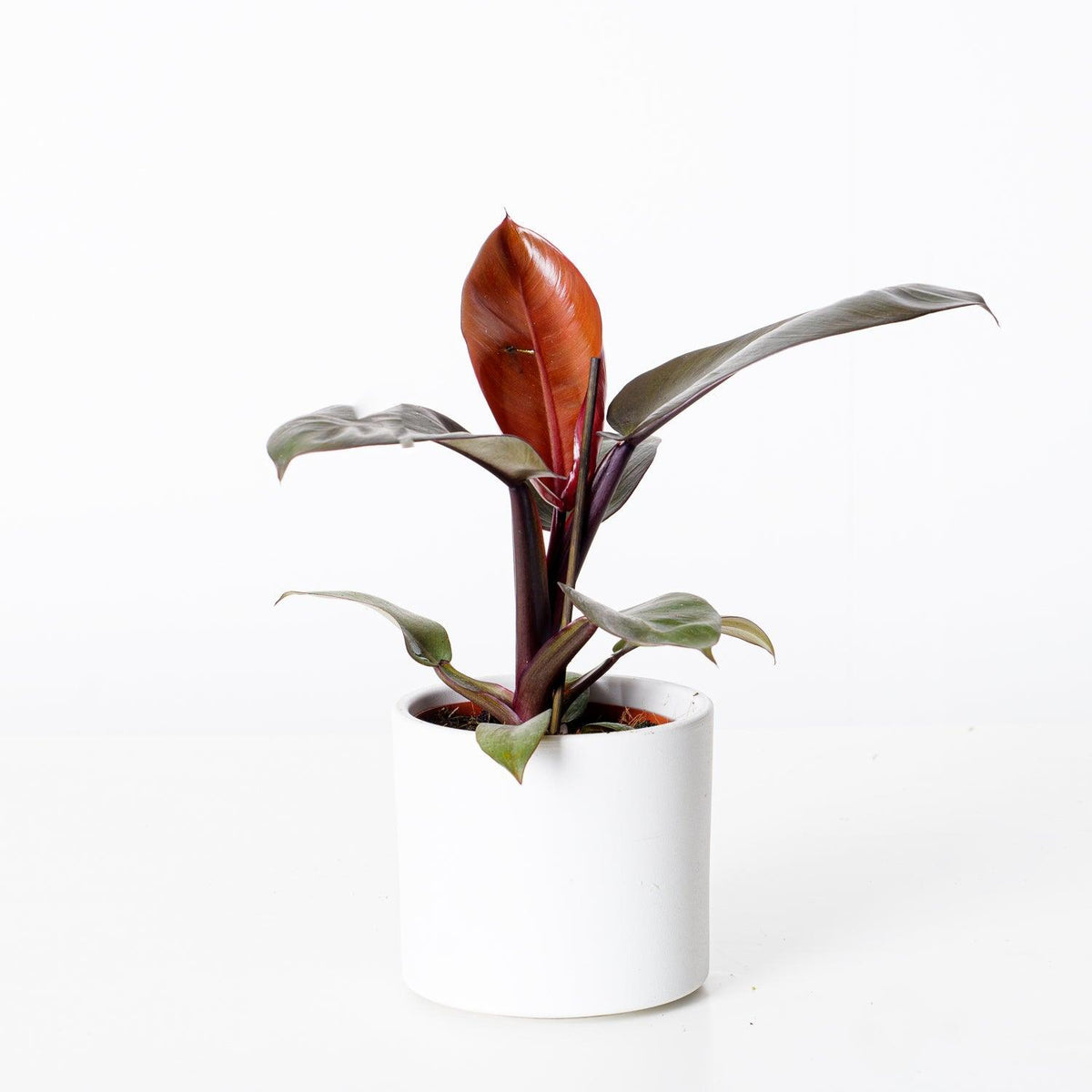 Philodendron Black Cardinal - House of Kojo