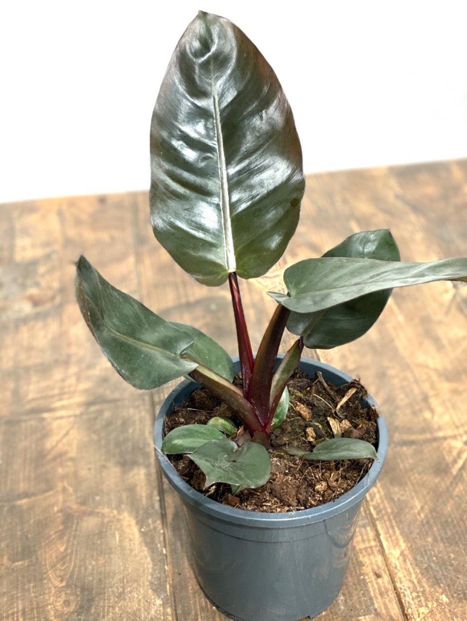 Philodendron Black Cardinal - House of Kojo