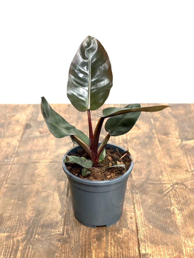 Philodendron Black Cardinal - House of Kojo