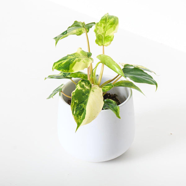 philodendron burle marx var Philodendron Burle Marx Variegated