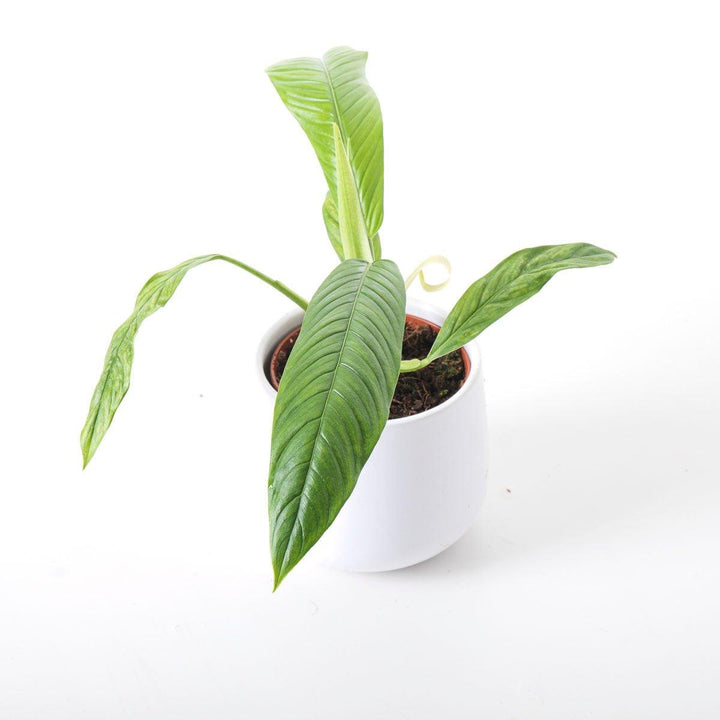 philodendron campii for sale Philodendron Campii Lynette