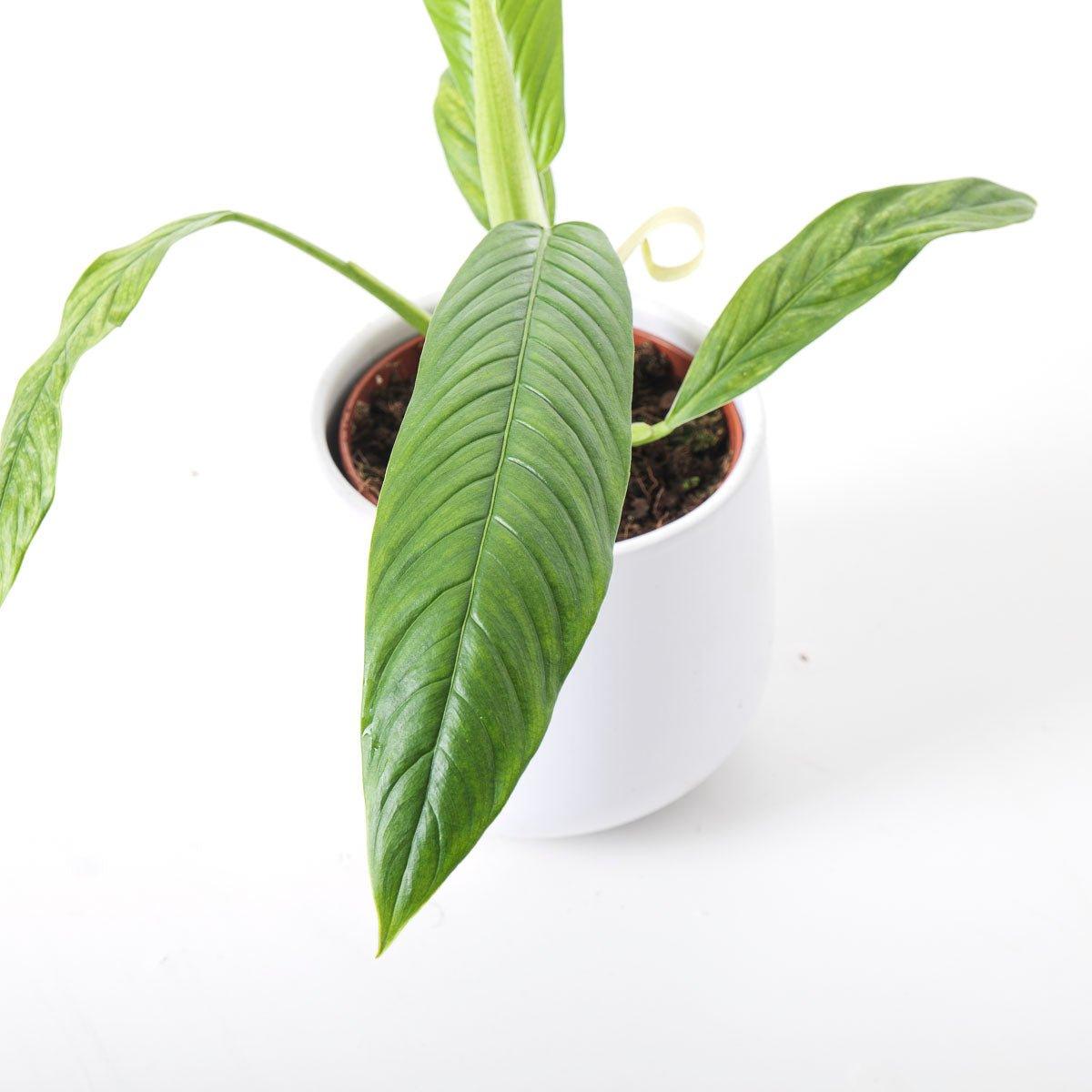 philodendron campii lynette care Philodendron Campii Lynette