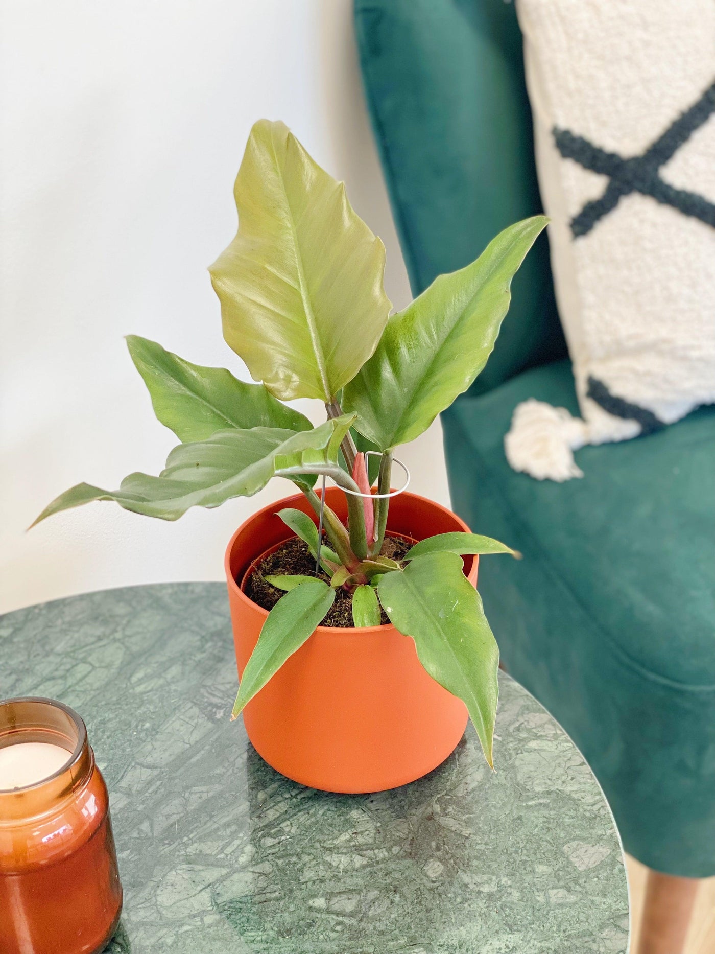 Philodendron Caramel Pluto - House of Kojo