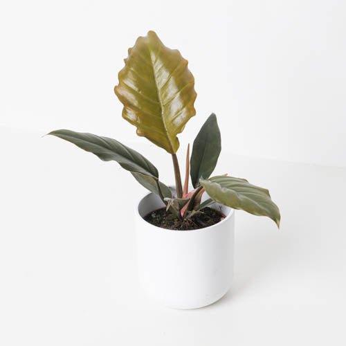 Philodendron Caramel Pluto - House of Kojo