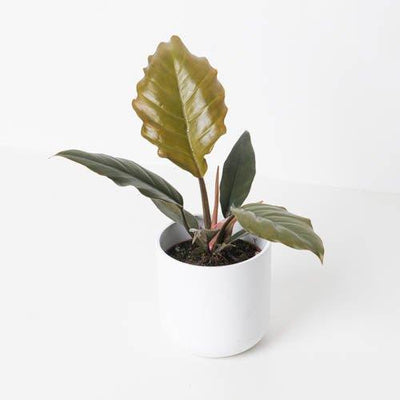 Philodendron Caramel Pluto - House of Kojo