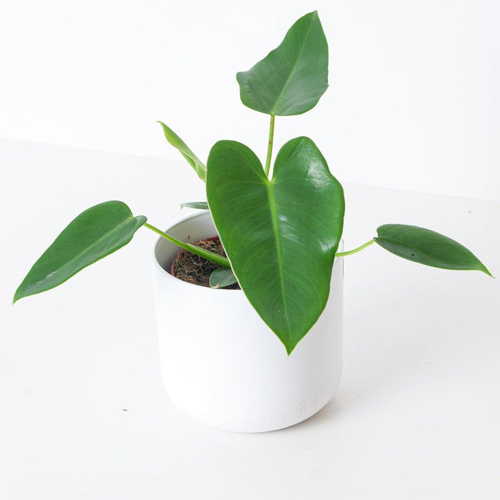 corcovadensis philodendron Philodendron corcovadense
