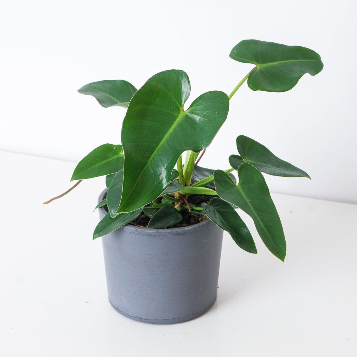Philodendron corcovadense - House of Kojo
