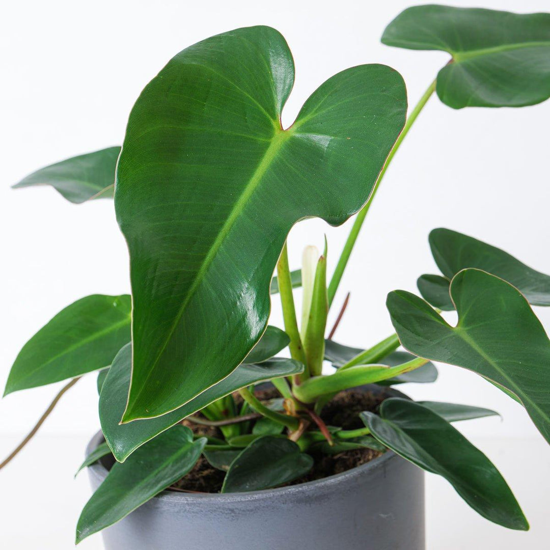philodendron corcovanda Philodendron corcovadense