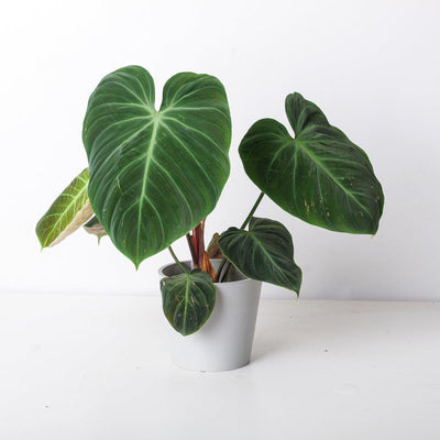 Philodendron El Choco Red | Philodendron rubrijuvenile - House of Kojo