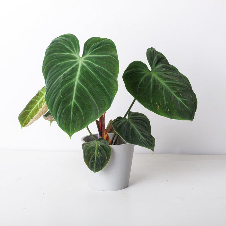 Philodendron El Choco Red | Philodendron rubrijuvenile