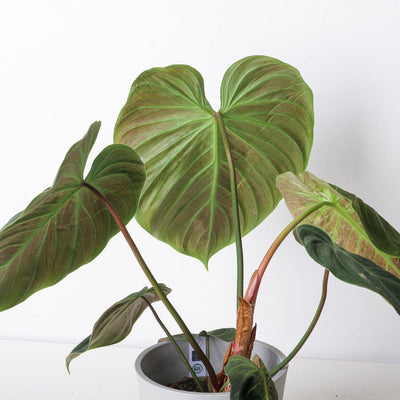 Philodendron El Choco Red | Philodendron rubrijuvenile - House of Kojo