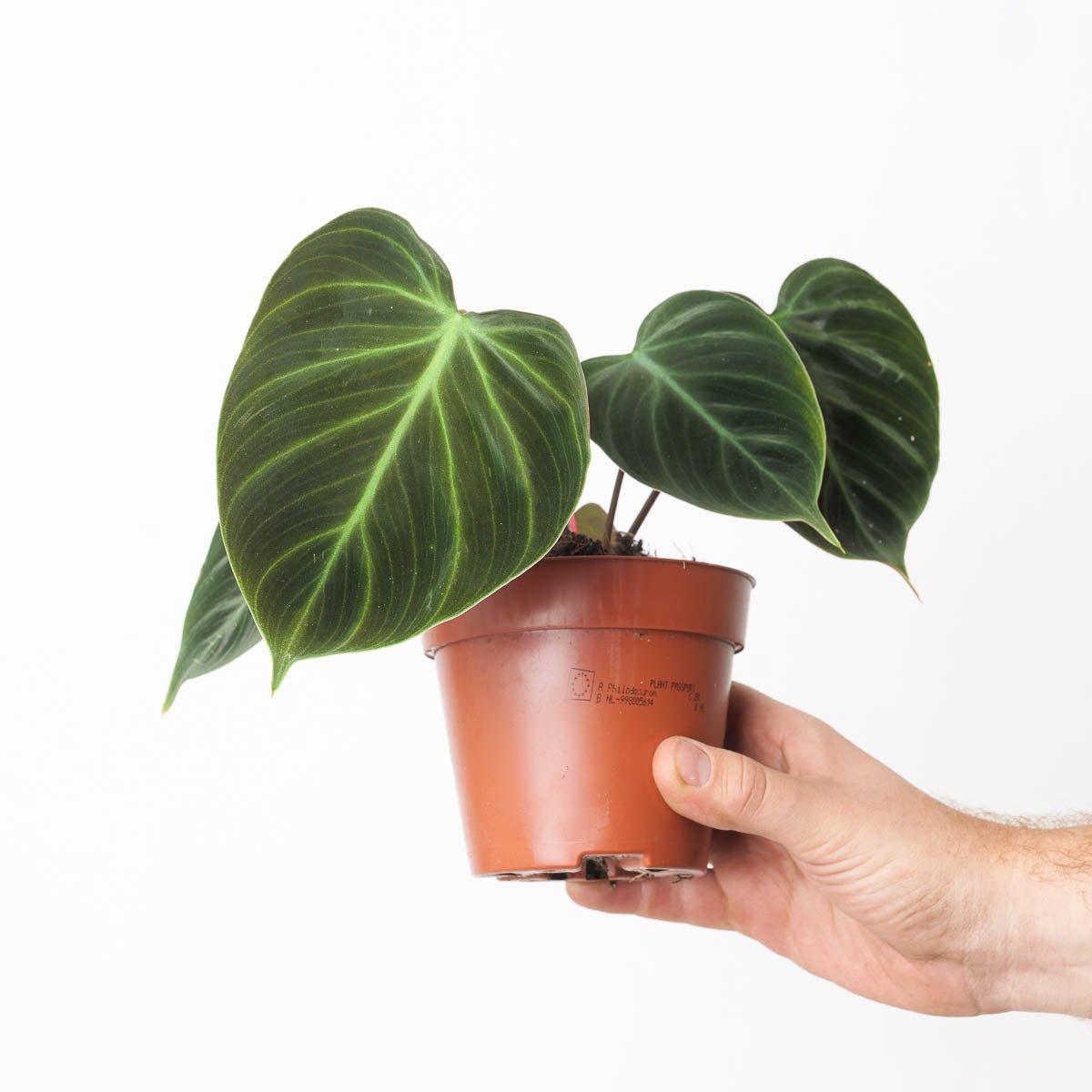 Philodendron El Choco Red | Philodendron rubrijuvenile - House of Kojo