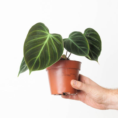 Philodendron El Choco Red | Philodendron rubrijuvenile - House of Kojo