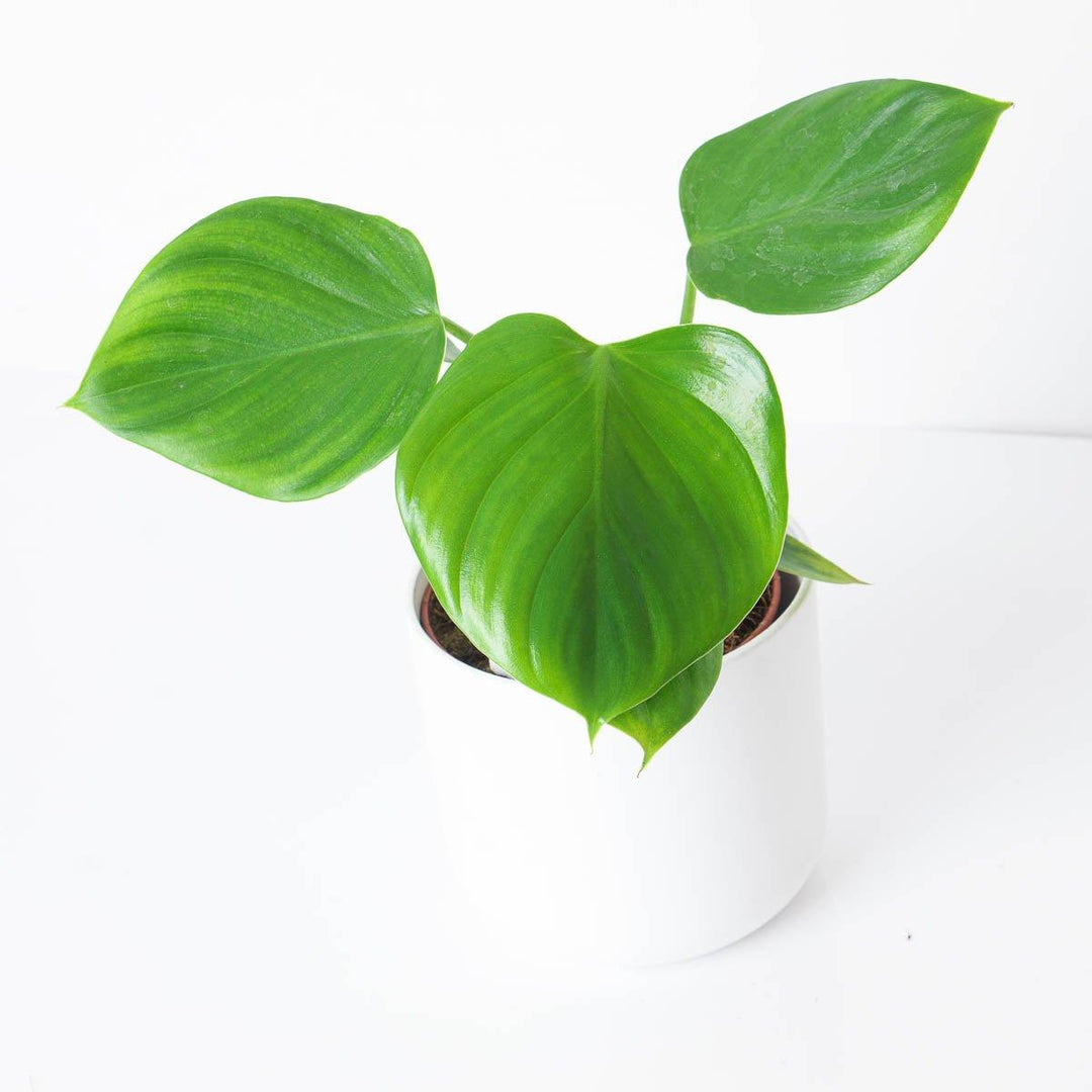 philodendron eudoxia Philodendron eximium 'Pittieri'