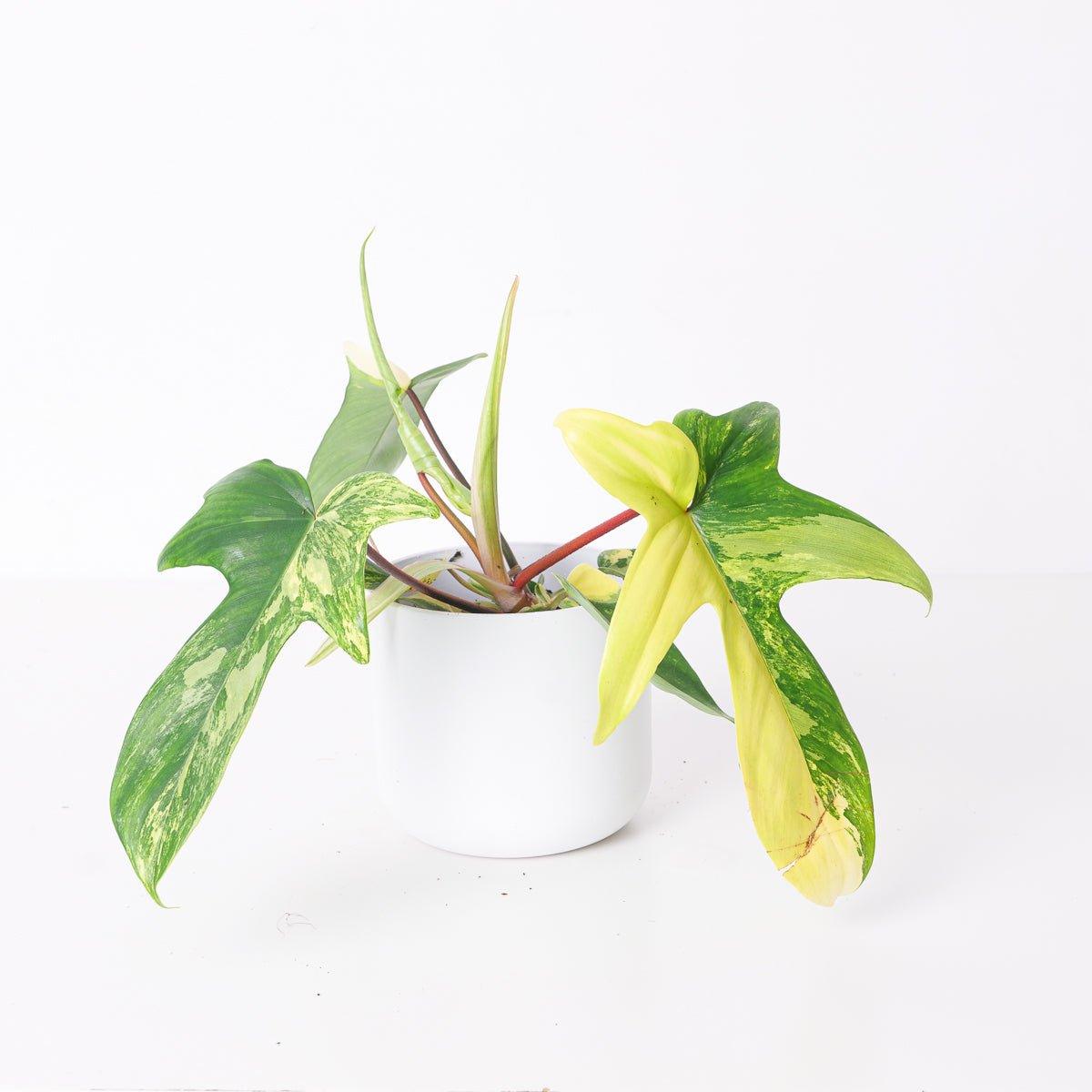 Philodendron Florida Beauty - House of Kojo