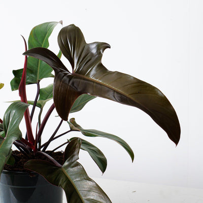 Philodendron Florida Bronze - House of Kojo