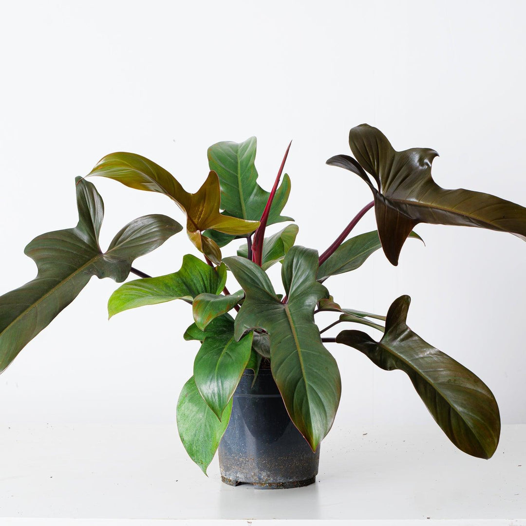 Philodendron Florida Bronze | Indoor Plants and Accessories  House of Kojo