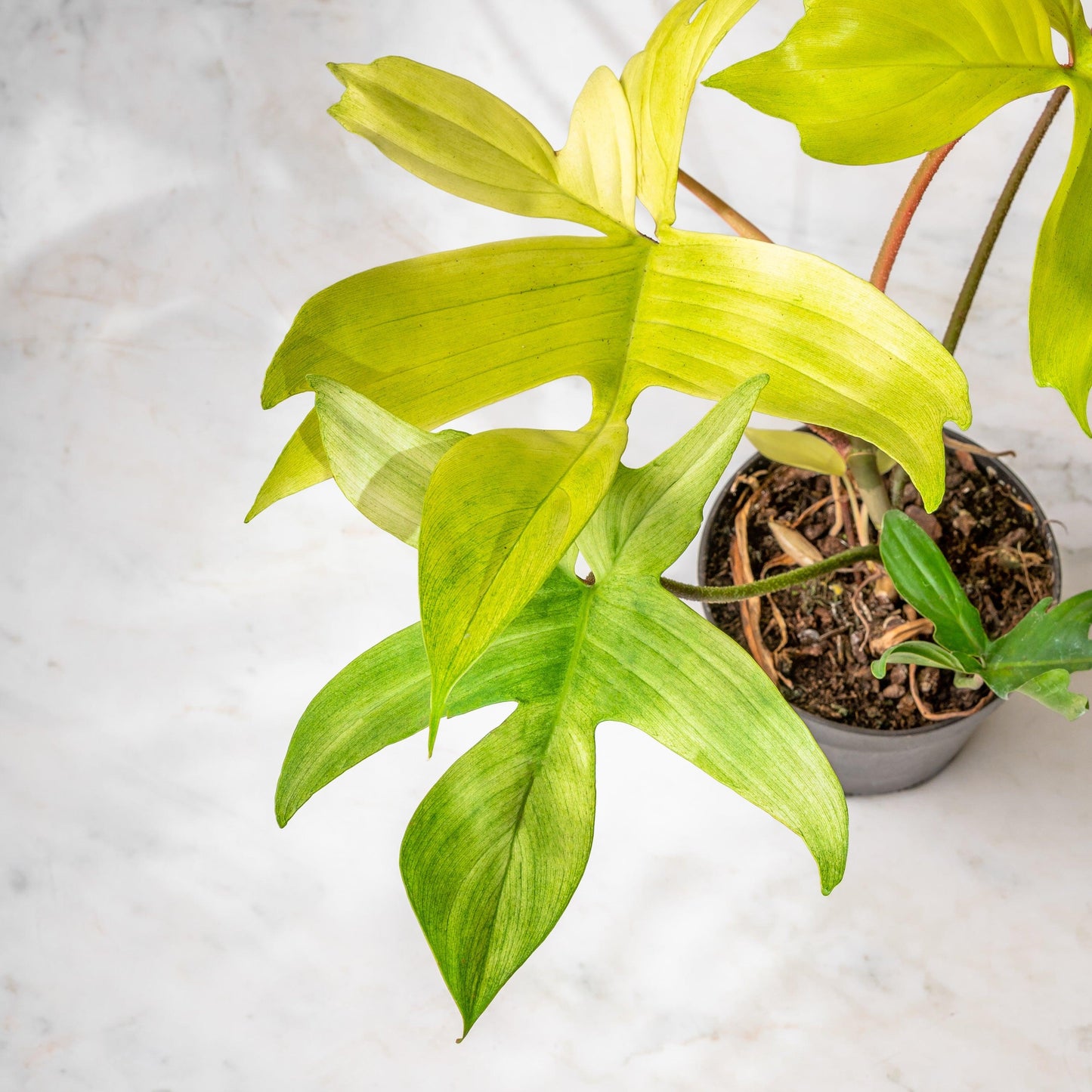 Philodendron Florida Ghost - House of Kojo
