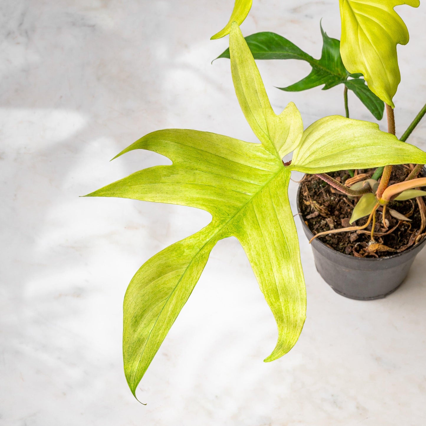 Philodendron Florida Ghost - House of Kojo