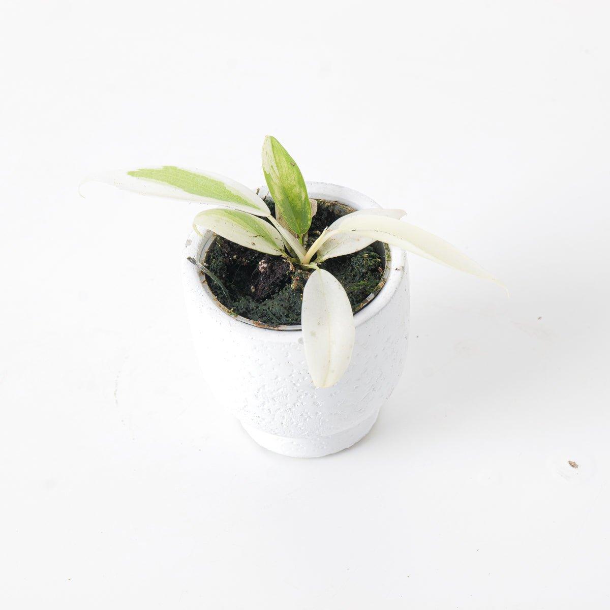Philodendron Florida Ghost - House of Kojo