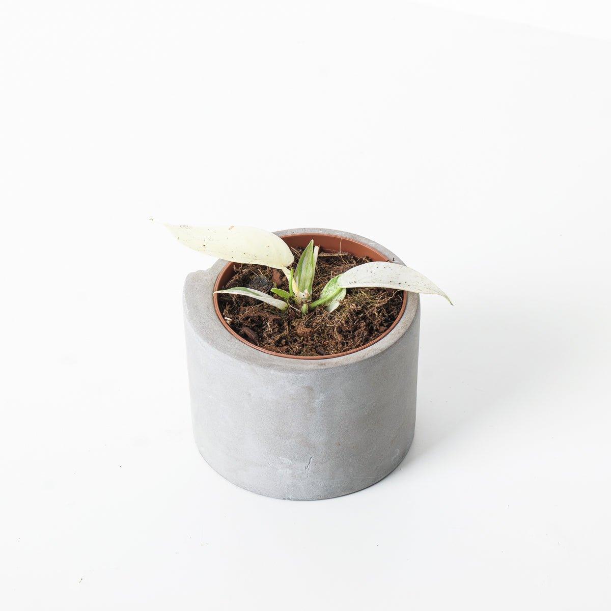 Philodendron Florida Ghost - House of Kojo