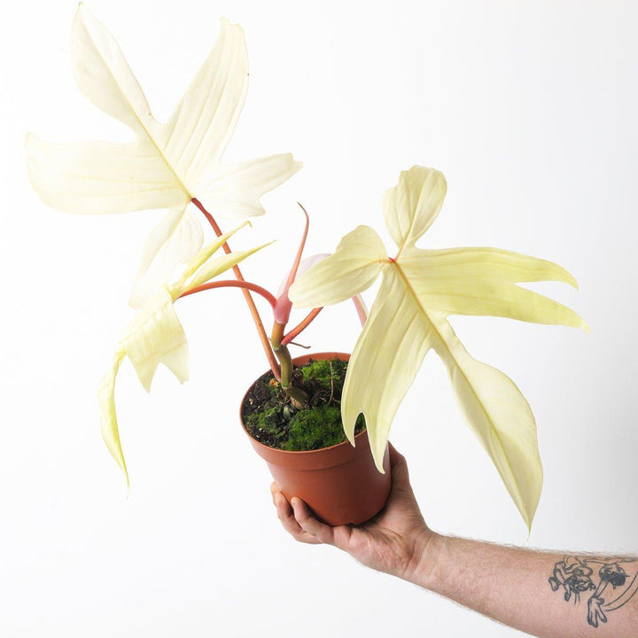 Philodendron Florida Ghost
