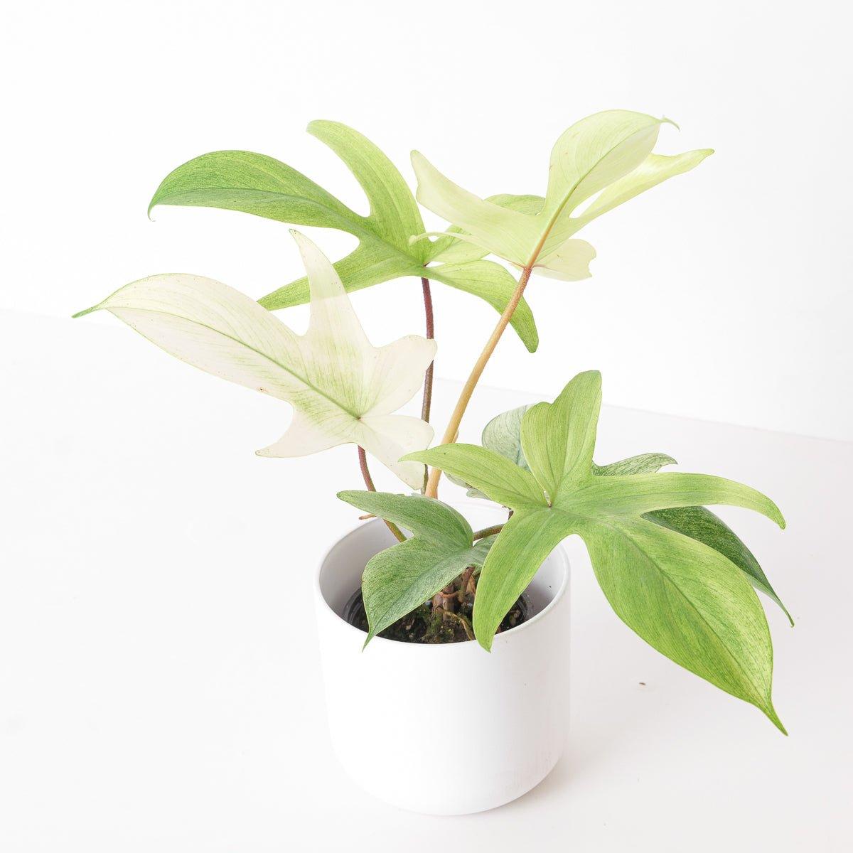 Philodendron Florida Ghost - House of Kojo