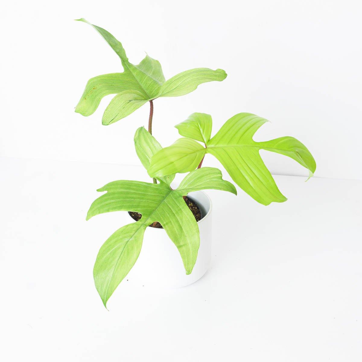 Philodendron Florida Ghost - House of Kojo