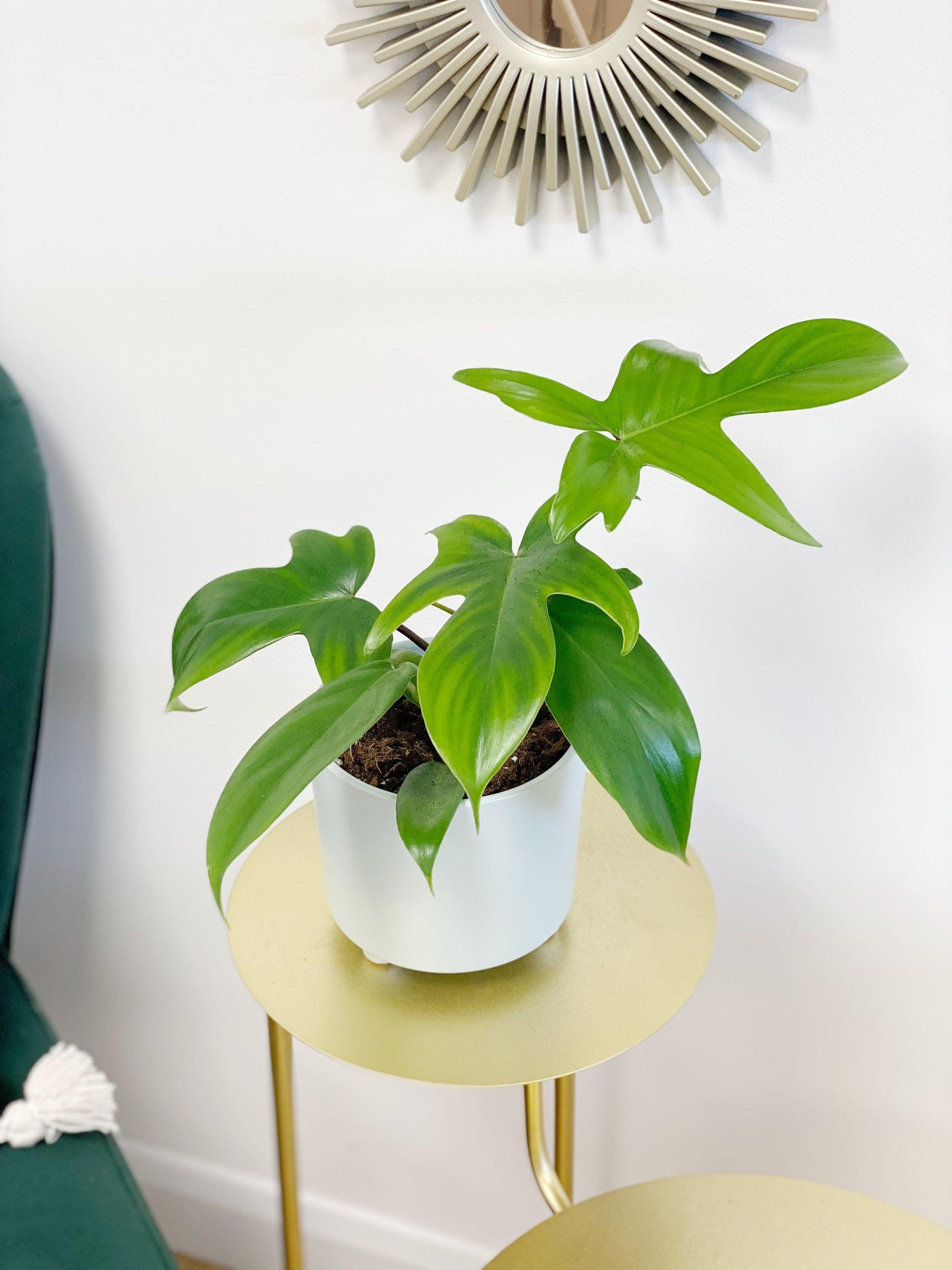 florida weed philodendrons Philodendron Florida Green