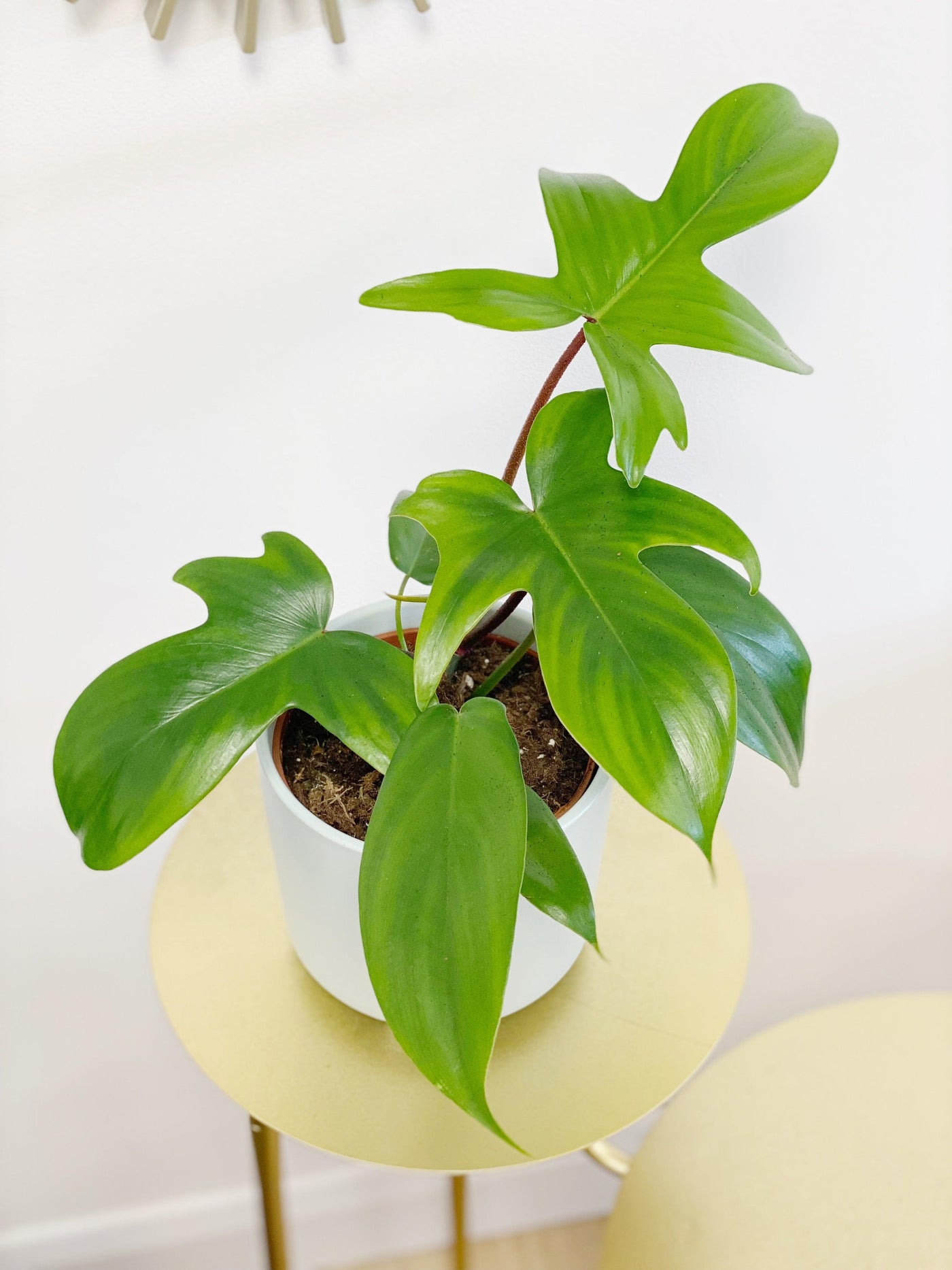 Philodendron Florida Green - House of Kojo