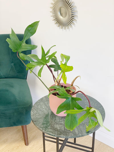 Philodendron Florida Green - House of Kojo