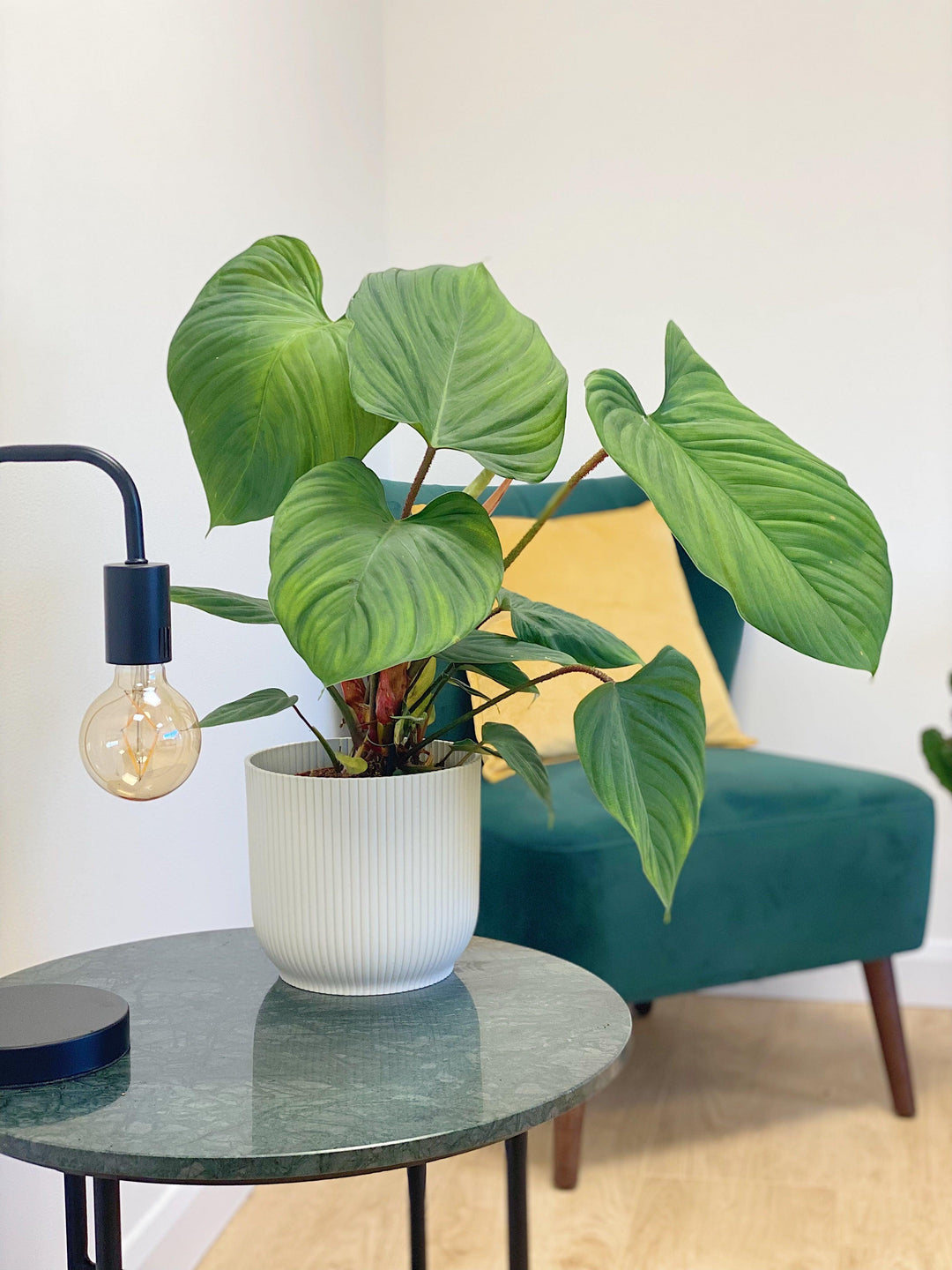 philodendron fuzzy petiole Philodendron Fuzzy Petiole