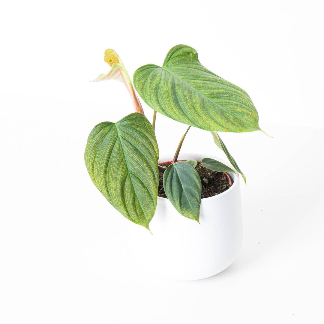 Philodendron Fuzzy Petiole