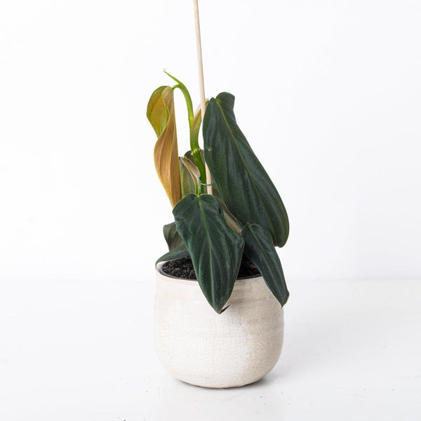 Philodendron Gigas | Indoor Plants and Accessories  House of Kojo
