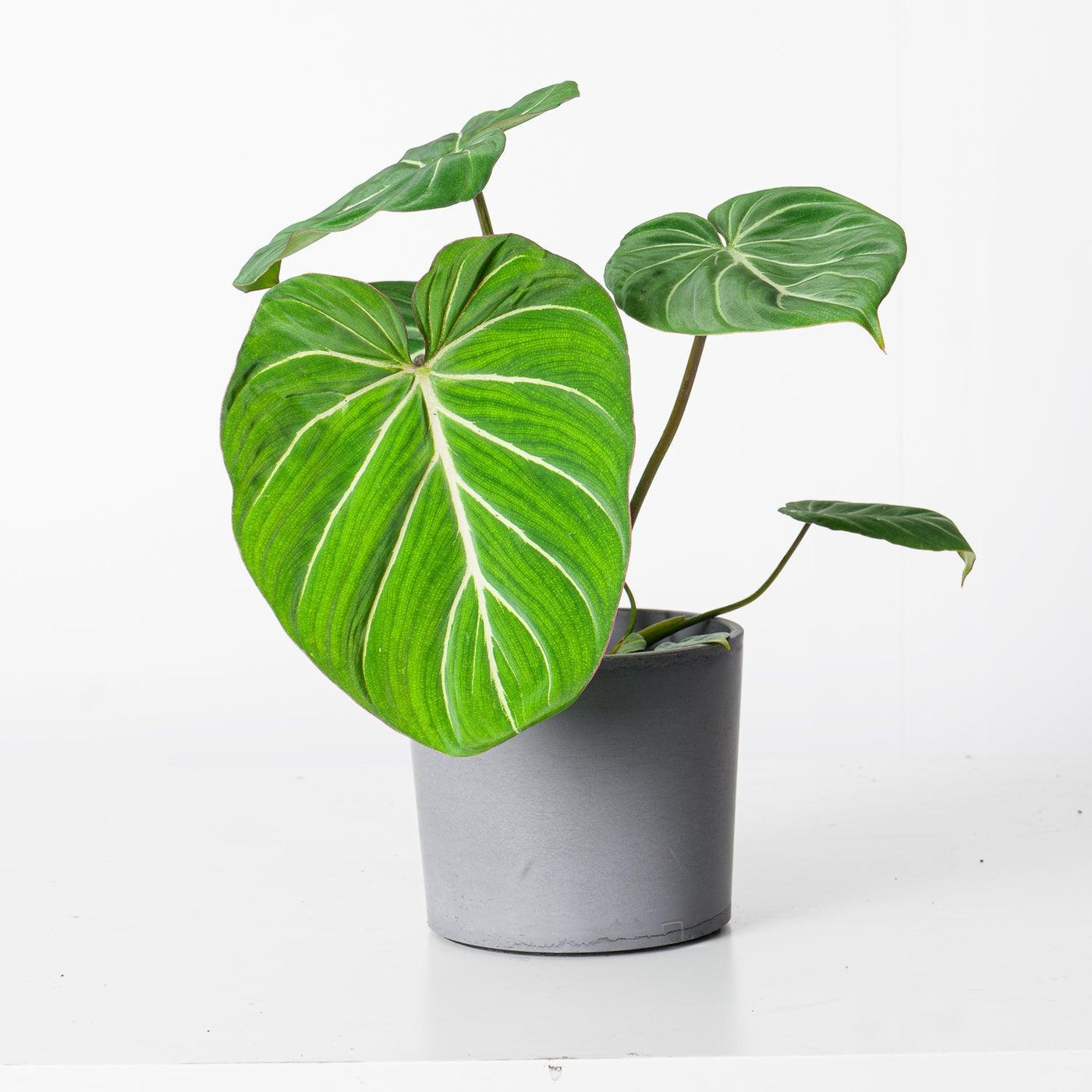 Philodendron Gloriosum Dark Form - House of Kojo