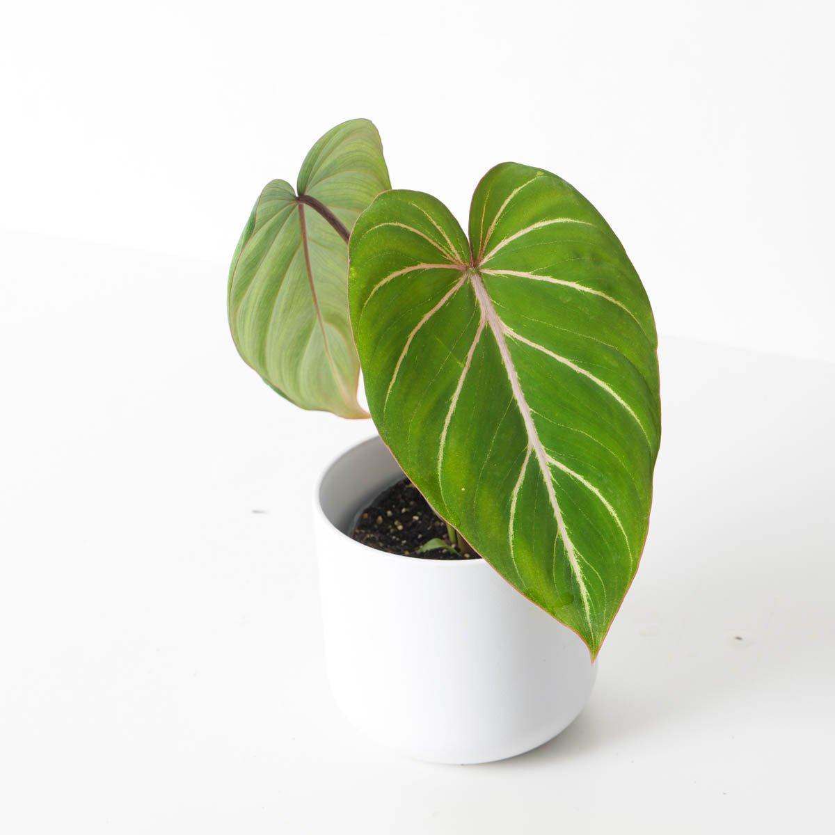 Philodendron Gloriosum Dark Form - House of Kojo