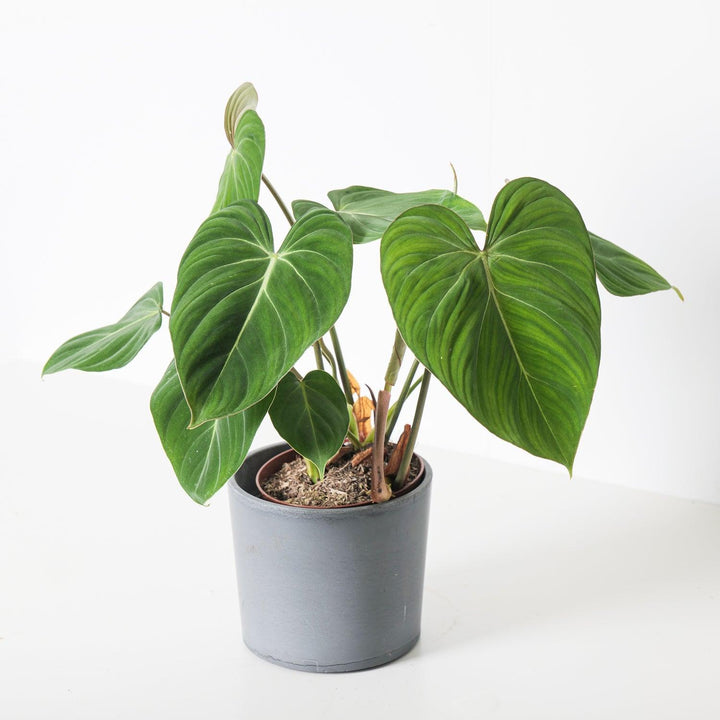 philodendron gloriosum toxic to cats Philodendron Gloriosum