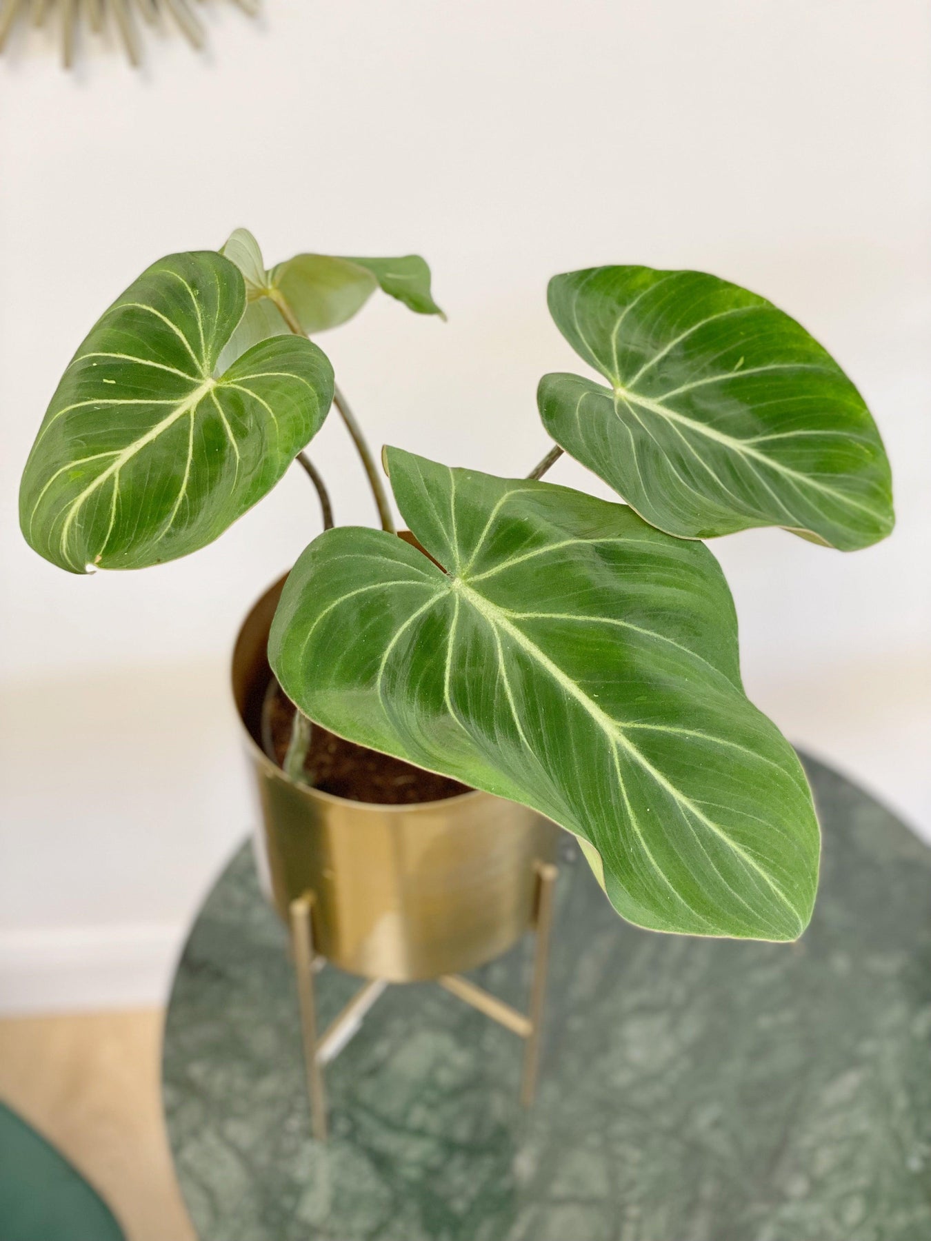 Philodendron Gloriosum | Indoor Plants and Accessories – House of Kojo