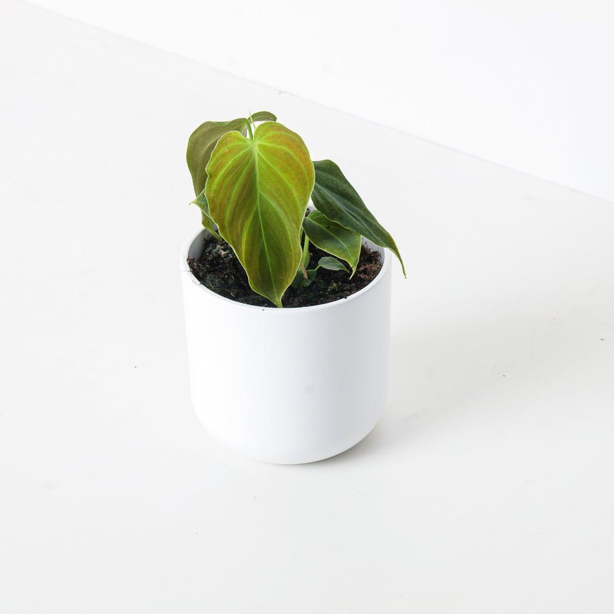Philodendron Glorious - House of Kojo