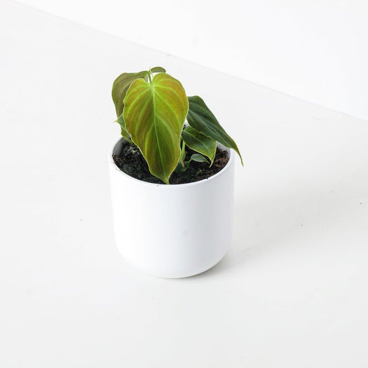 Philodendron Glorious - House of Kojo