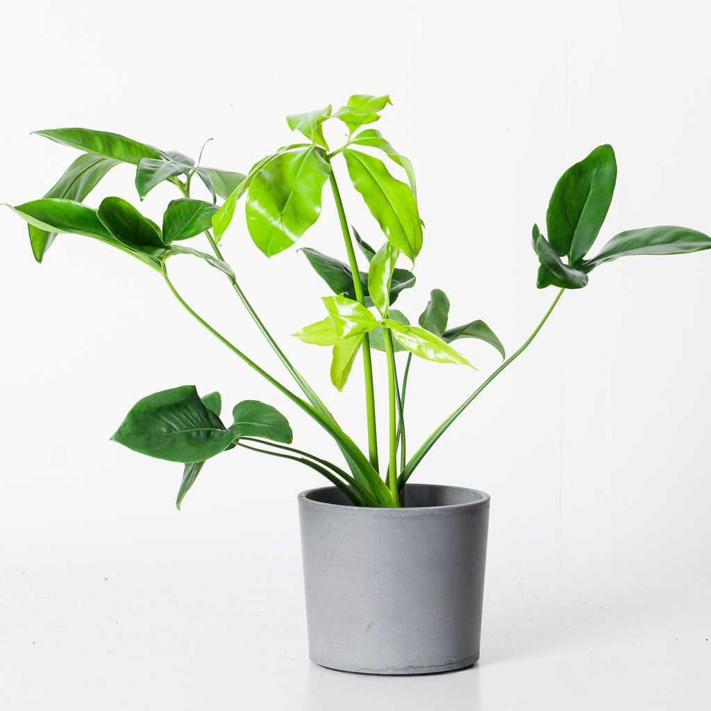 philodendron goeldii fun bun Philodendron goeldii 'Fun Bun'